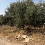 🏡 Terrain à vendre – Entre Bir Bouregba et Barraket Essahel